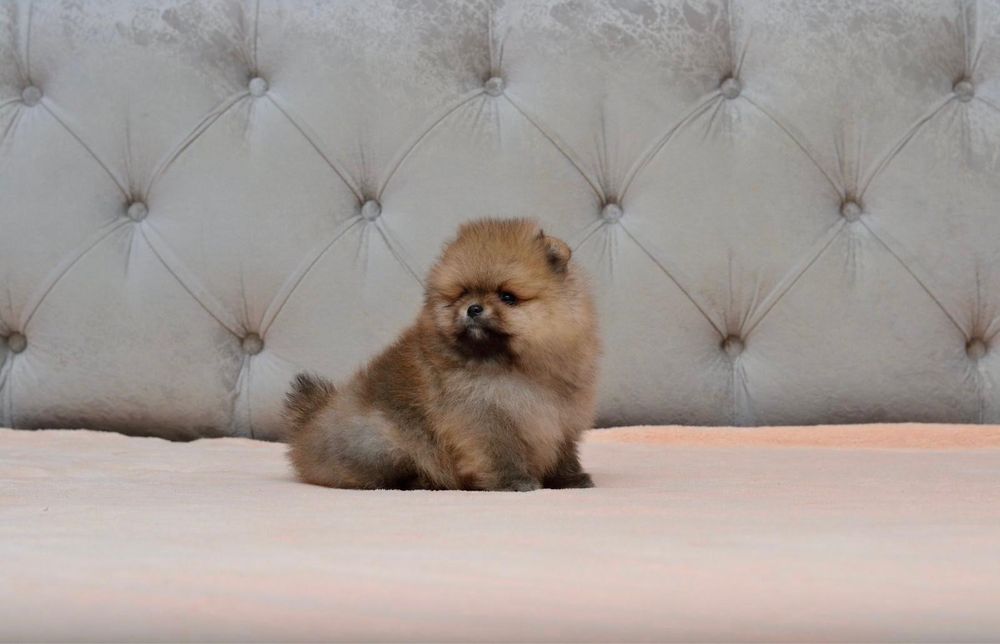 Pomeranian cu pedigree!