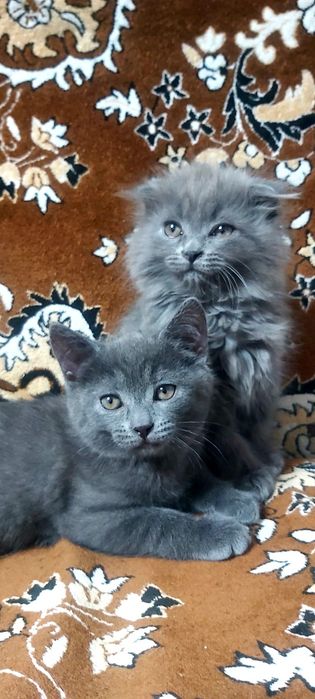 Шотландские котята