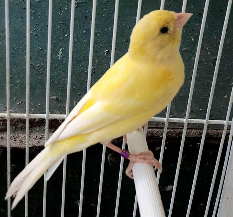 Canari Malinois Mascul