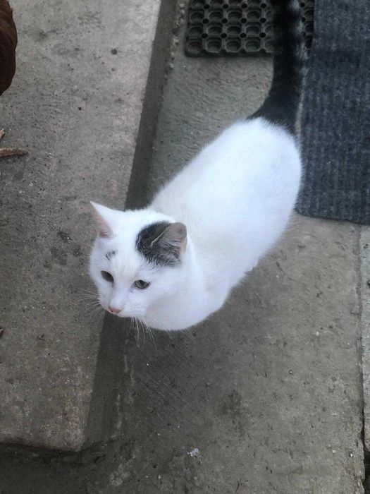 Pisicuți pentru adopție