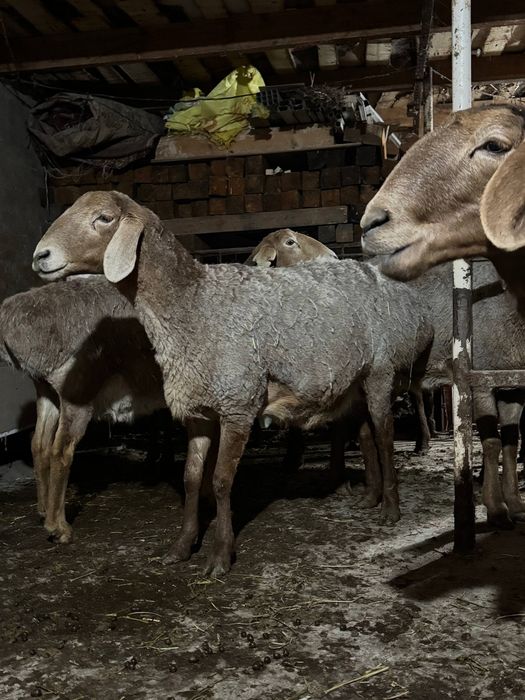 Arashan yetuk boğoz qoylar