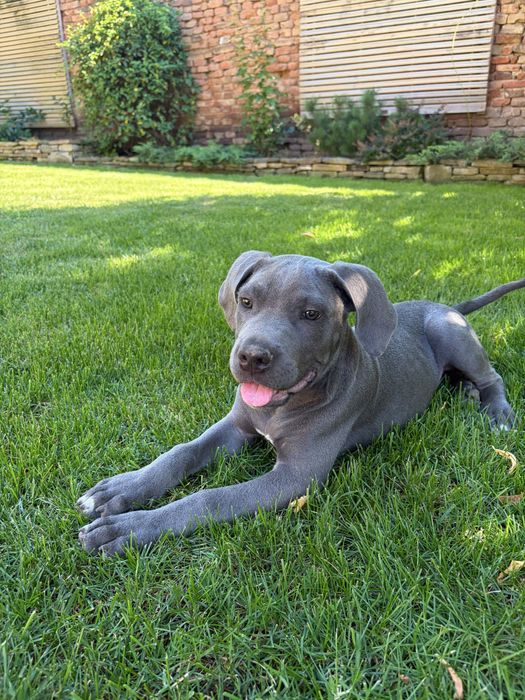Catelus Cane corso