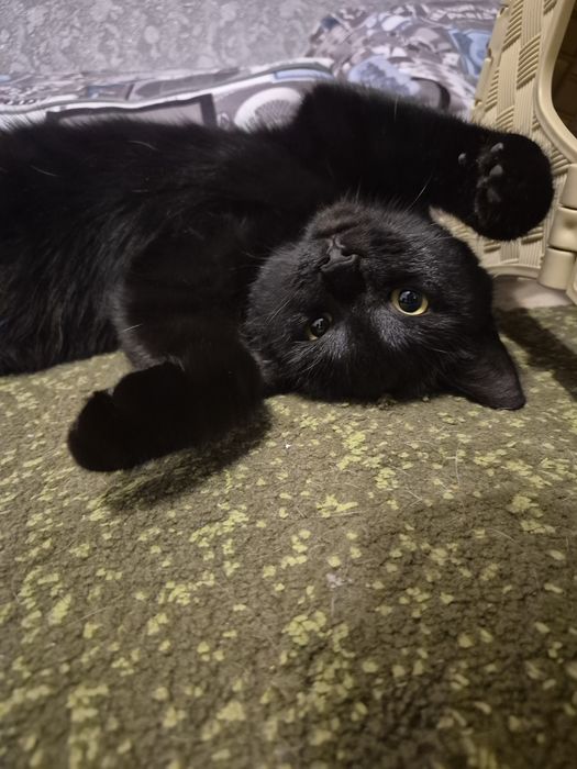 Ищу добрые руки для кошки (девочка)