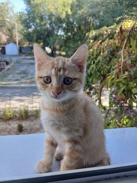 Отдам милый ,умных котят.