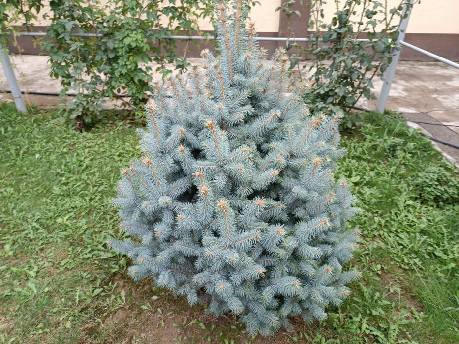 Продаются Бельгийские ели