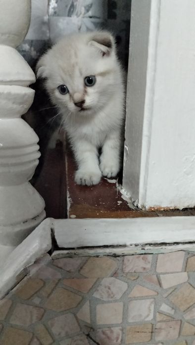 Шотландские вислоухие котята