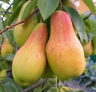 Pomi Fructiferi Glia Stramoseasca (Soiuri De Păr )