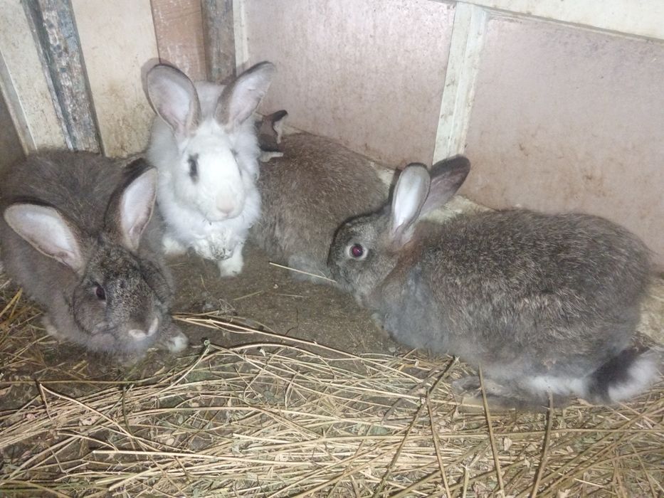 Куенлар сотилади.