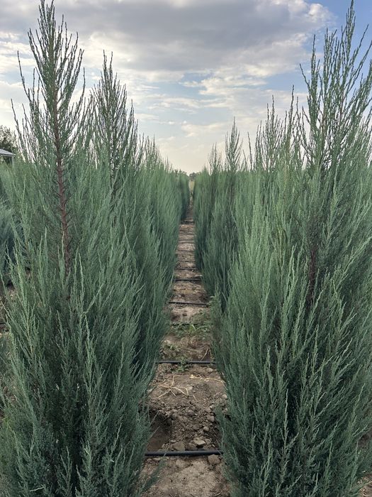 Туя Смарагд, голубой можевельник