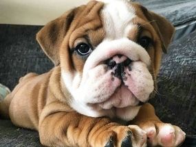 Щенки Английского бульдога
