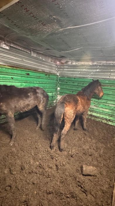 Жылқы, лошади, откорм, соғым