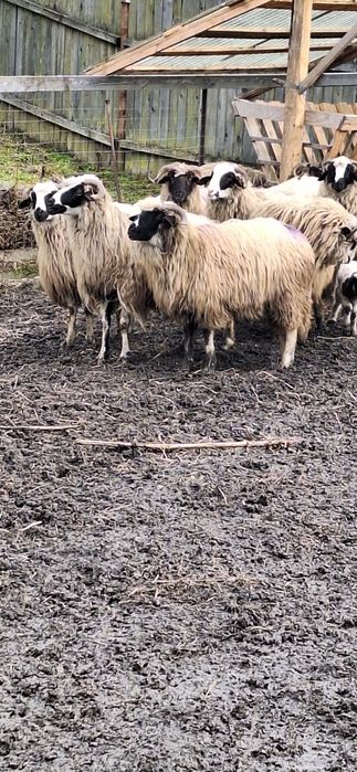 Vând oi de ținut frumoase