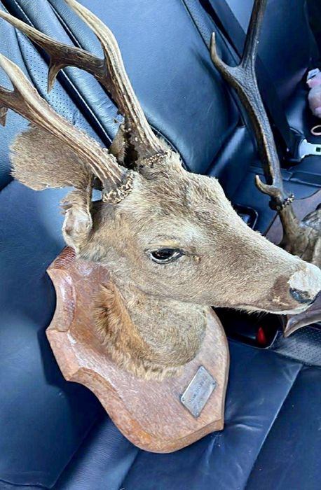Cap de caprioara impaiat