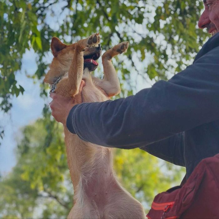 Fotograf Animale de Companie