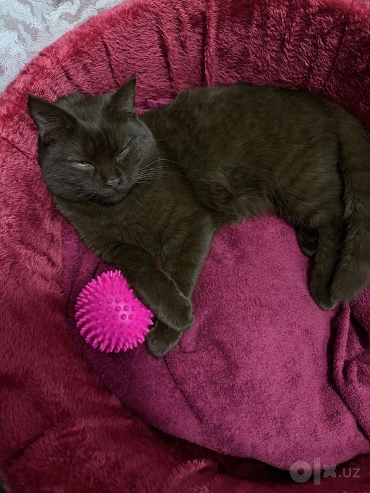 Отдам кота в добрые руки