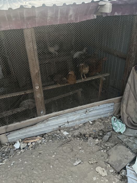 Тауықтар сатылады