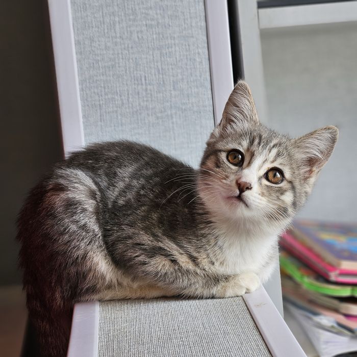 Две девочки , сестренки ищут дом!!!Ташкент!