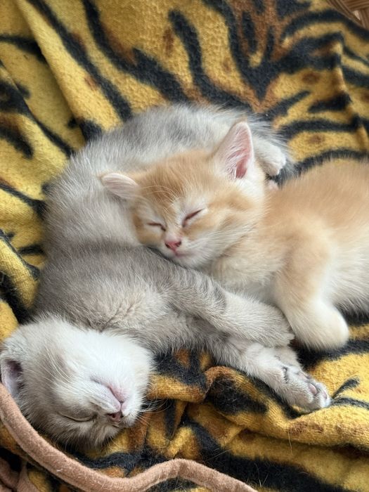 Mushuk, Кошка, Cat