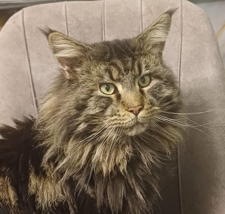 Котик мейн-кун 1,5 месяца