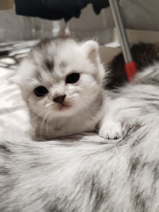 Шиншилла котята Toza shinshilla bolalari