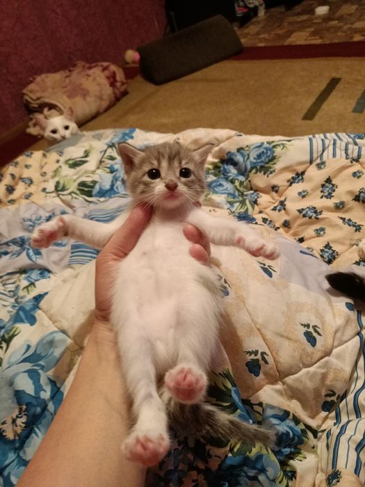 Добрые руки котенки