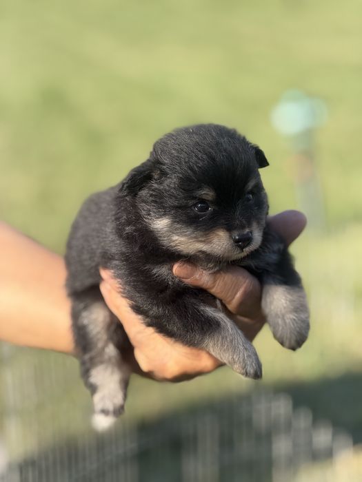 Продават се мини шпицове
