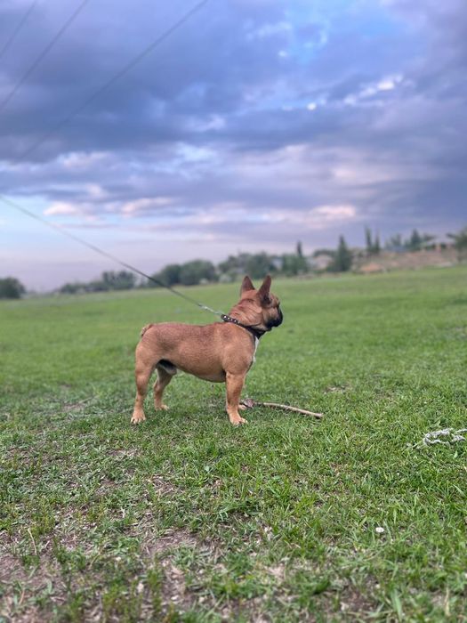 Вязка французский бульдог