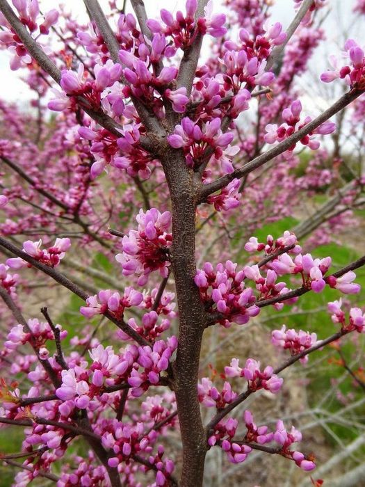 Pomi Ornamentali (cercis canadensis )