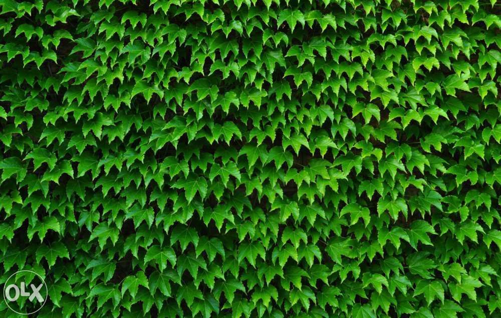 Pret real ! gard viu cu crestere rapida, verde iarna, lemn cainesc etc