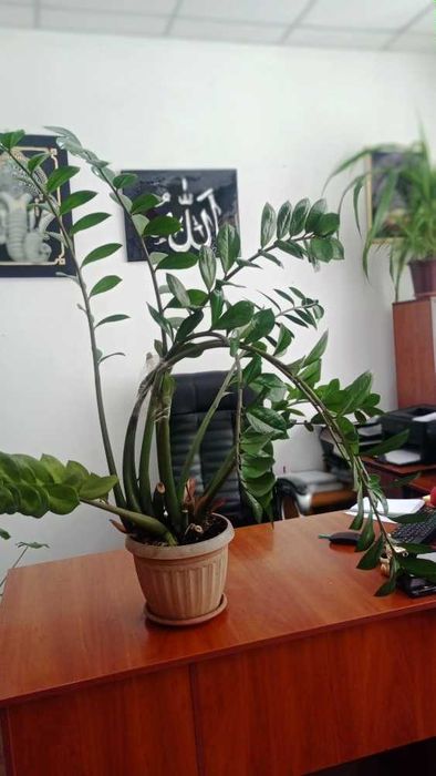 Продам денежное дерево (Замиокулькас)