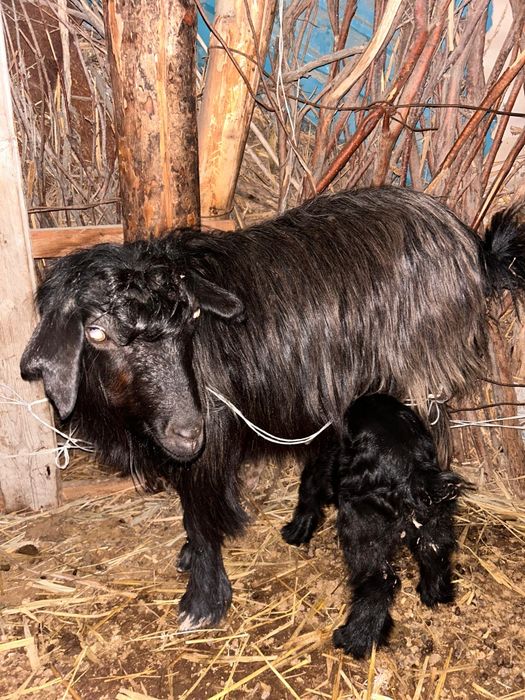 Токал ешки лагымен сатылады