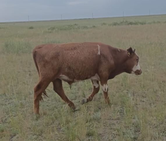 Бұқа сатамын, бағасы келісімді.  2 бұқа -2 жасар. 3 бұқа - 1,6 жасар.