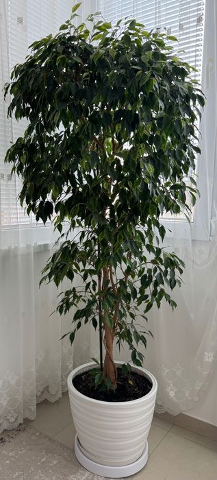 2 бр. фикуси “Бенджамин”, 180 см
