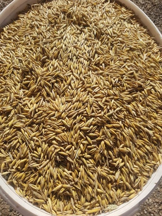 De vânzare ovaz de samanta sau consum curat producție 2025