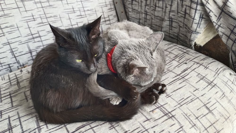 Продам котят ...