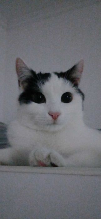 Кошка ласковая зовут ласка