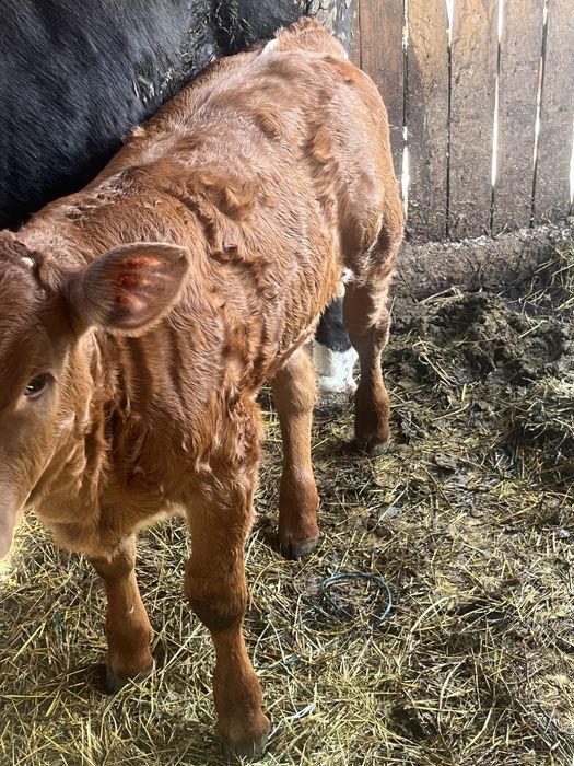 Vand vitica de 2luni jumate