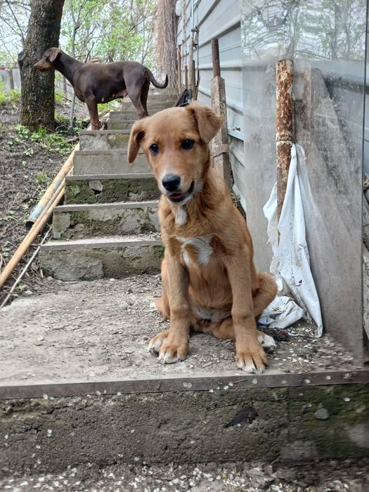 Щенок четыре месяца