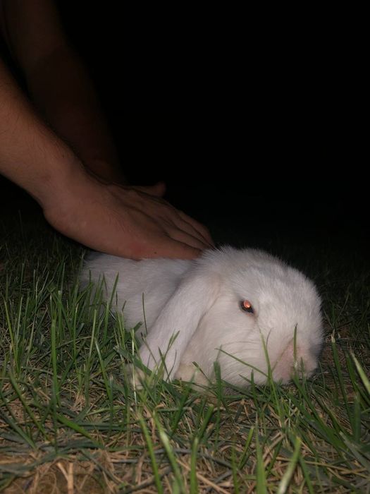 Заец quyon зайчик барашка