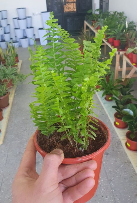 Paportnik папоротник