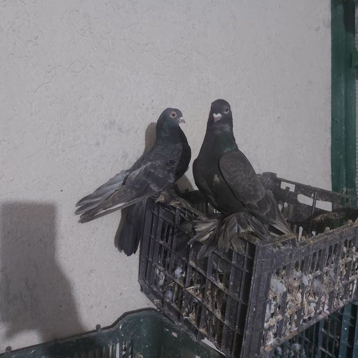 Челкар кишмиш пара канкретна с игрой