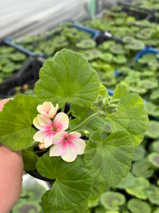 Мушкато за балкон, градина и саксии – свежи и здрави растения