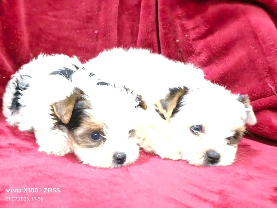 Очаровательные щенки бивер Йорка.