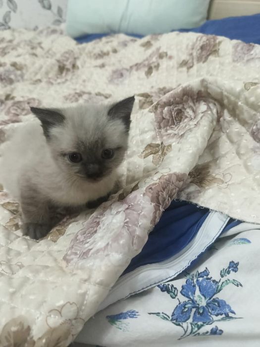 Отдаю котенка в добрые руки