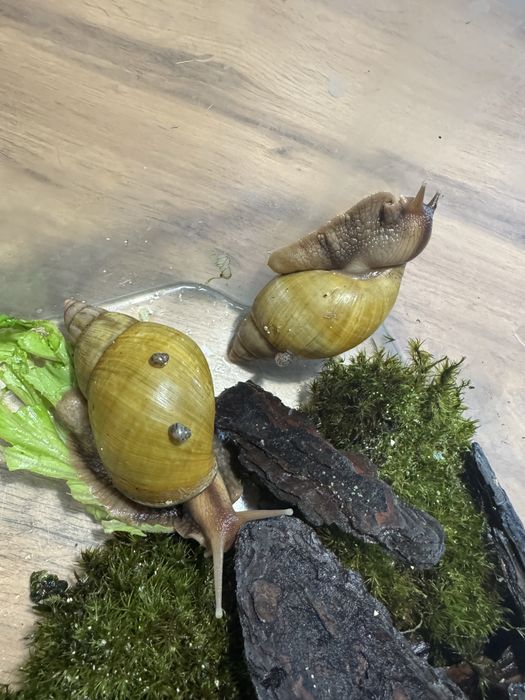 Отдам улиток ахатин