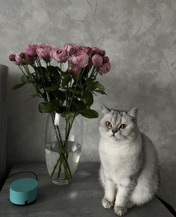 Кошечка Шотландка