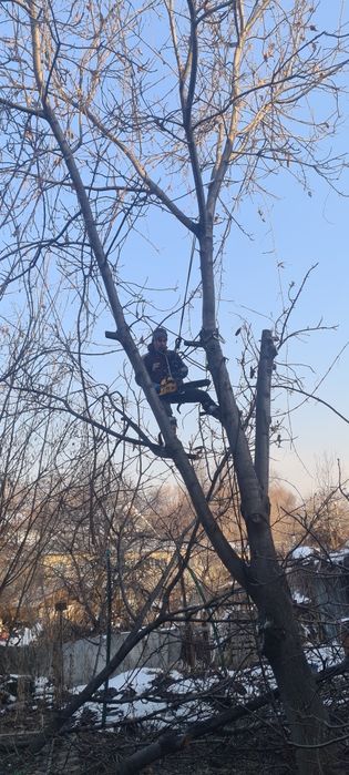 Спил деревьев Ағаш кесеміз