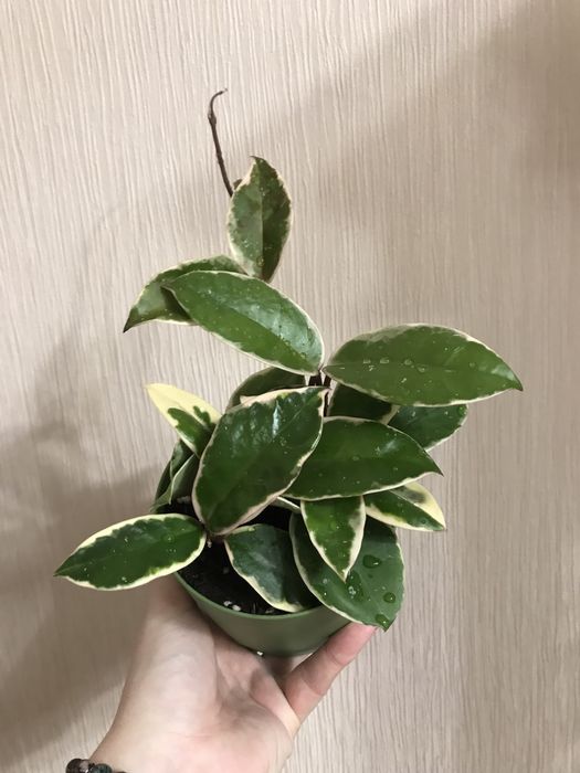 Хойя кримсон квин