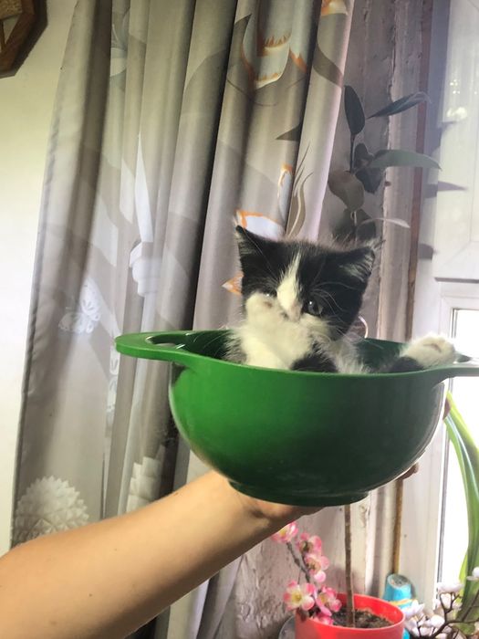 Срочно отдам котёнка девочку три месяца