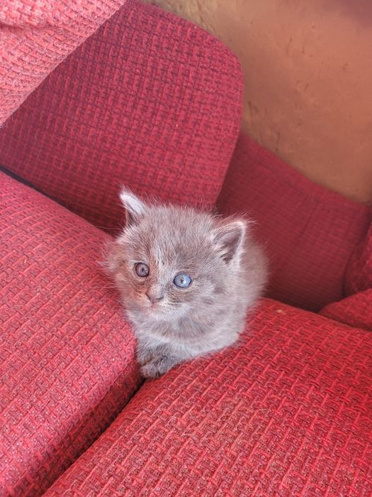 Отдам в хорошие руки